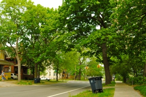 Urban tree canopy in Ann Arbor, MI