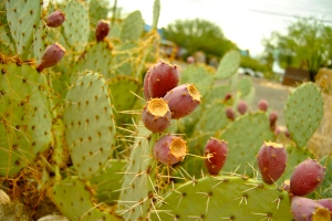 A prickly pear cactus