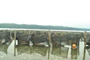 Adult oysters grow in the Hood Canal. If acidification worsens, it's possible their growth will be affected.