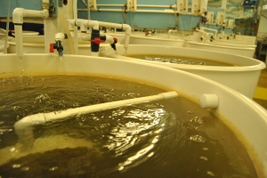 A tank of oyster larvae at Taylor Shellfish hatchery in Quilcene, WA.